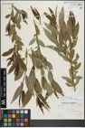 Foto von Salix lucida Muhl.